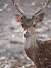 Spotted deer